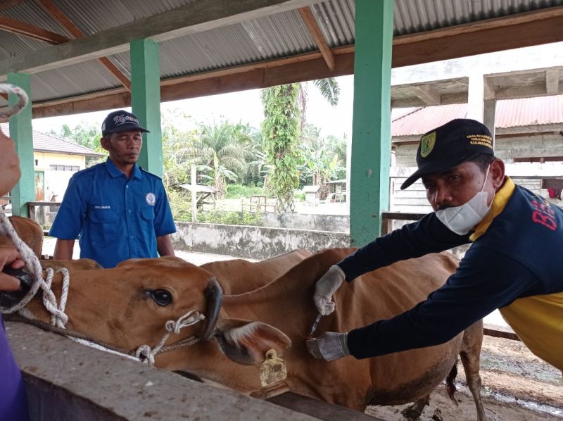 Serangan PMK Makin Luas, Sudah Menjangkiti 20 Provinsi