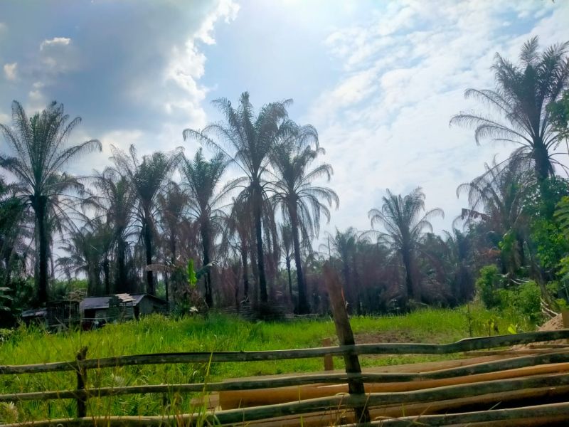 Habis Kesabaran, Petani di Riau Bakar Kebun Sawit