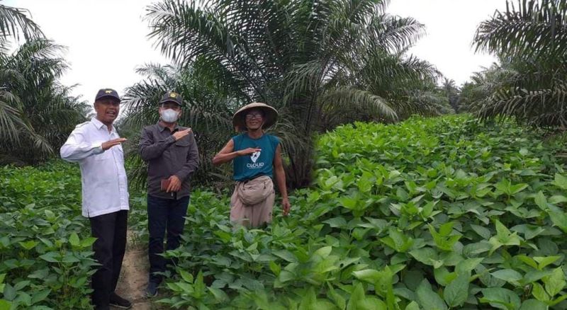 Tumpang Sari Alternatif Petani Sawit