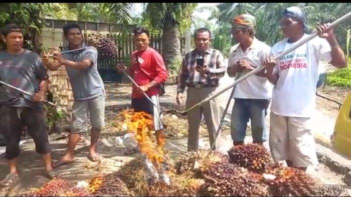 Tak Mempan ke Korporasi, Regulasi Dinilai Hanya Merugikan Petani