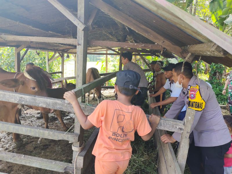 Vaksinasi Ternak Sapi Digencarkan Jelang Idul Adha