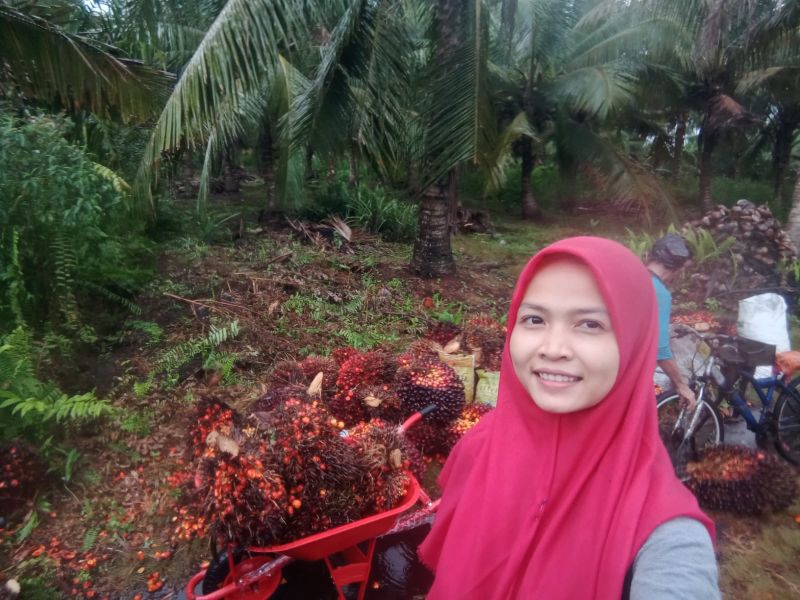 Harga Sawit Bikin Dara Cantik di Riau ini Risau