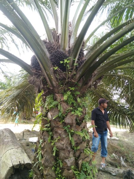 Harga TBS Murah, Ekonomi Petani Makin Lemah