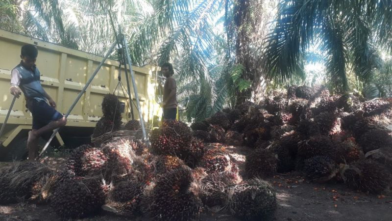 Pabrik di Mukomuko Kompak Turunkan Harga Sawit