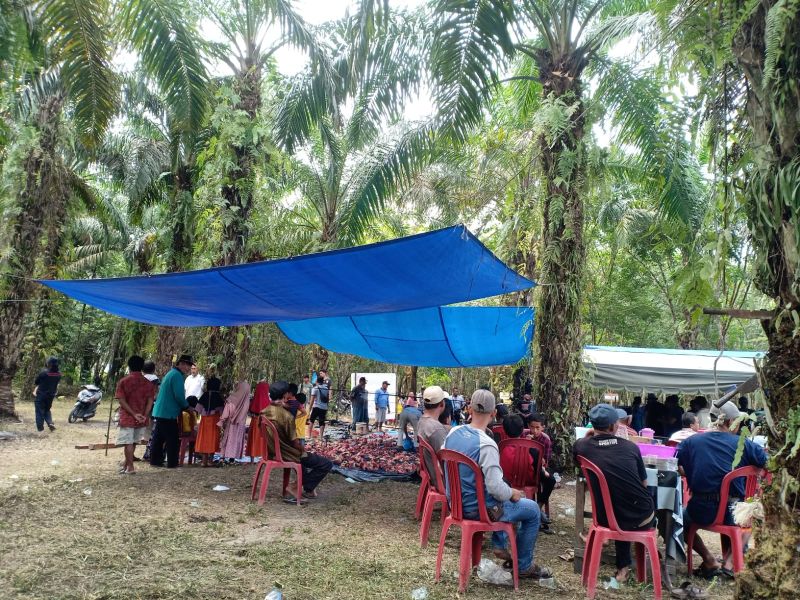 Sudahlah Harga Murah, Pengepul Tutup Pula, Lengkaplah Penderitaan Petani