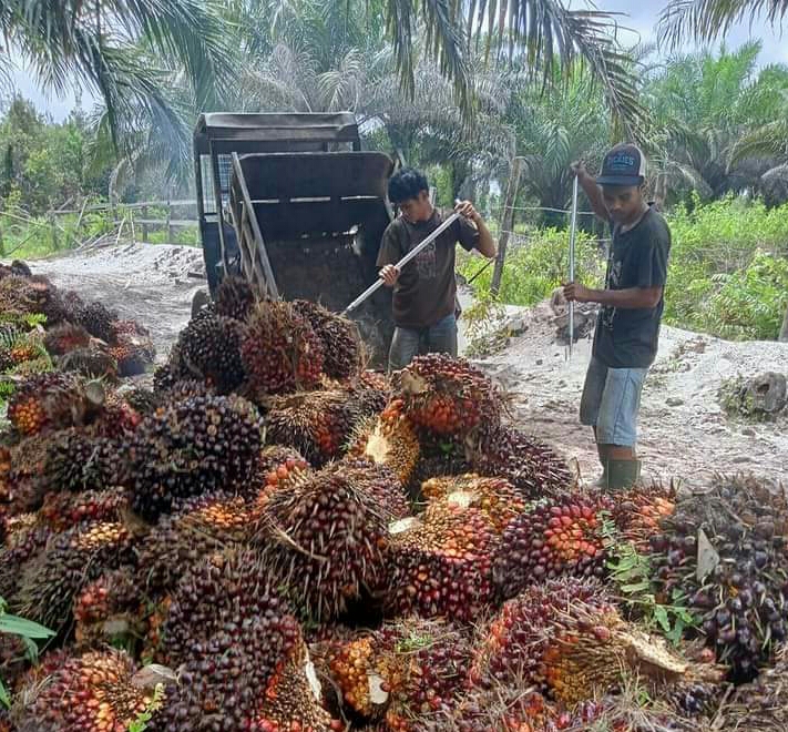 PKS di Daerah ini Diminta Pengertiannya Beli Sawit Rp 1.600/Kg