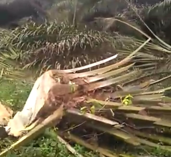 Dianggap Tak Berharga, Petani Tebang Sawit
