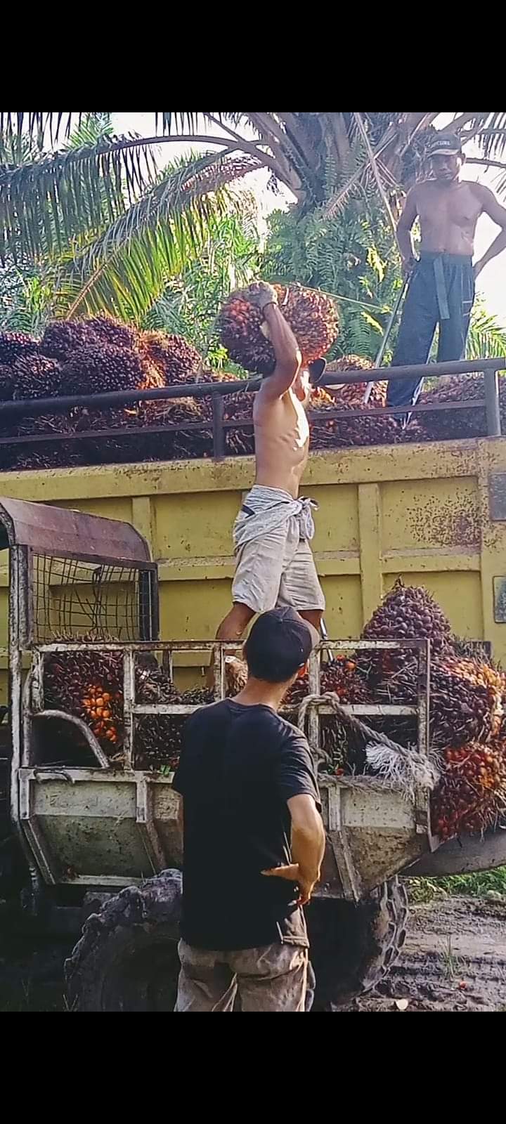 Harga Resmi TBS di Sumut Naik Lagi, Simak Daftarnya