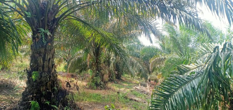 Berkebun Sawit di Hutan Desa, Penggarap Wajib Setoran ke Negara