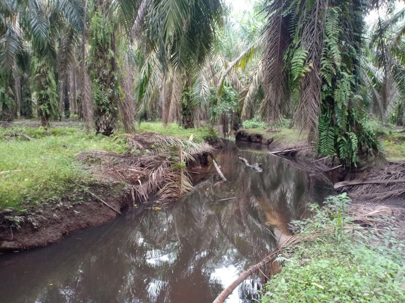 Limbah Cair Dari LA Diduga Meluber ke Sungai Ngaso