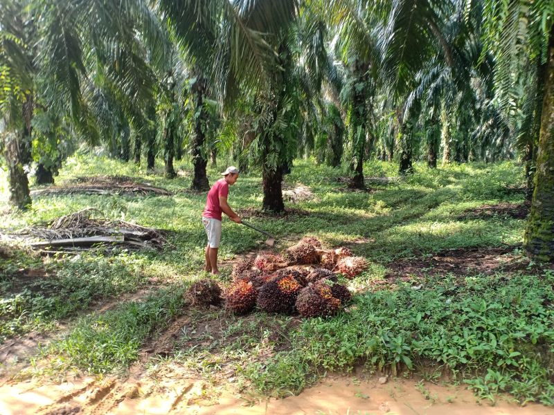Harga TBS di PKS Naik, Tapi Petani di Pelosok Masih Mengeluh