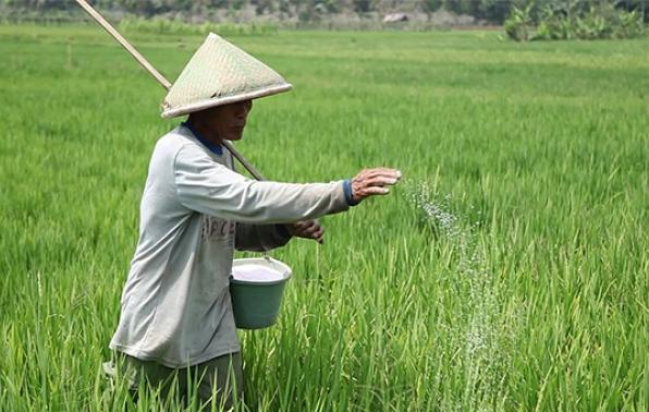 Penyuluh Diminta Cermat, Pupuk Subsidi Tak Boleh untuk Sawit