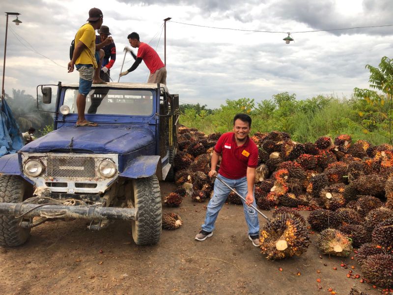 Harga Anjlok, Petani Sawit Riau Paling Terdampak