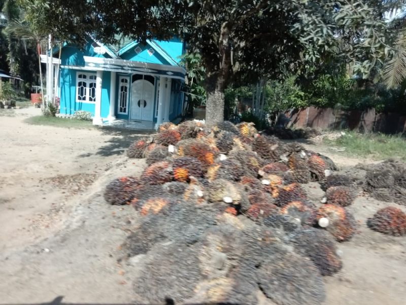 Petani Optimis Harga Sawit Bakal Naik