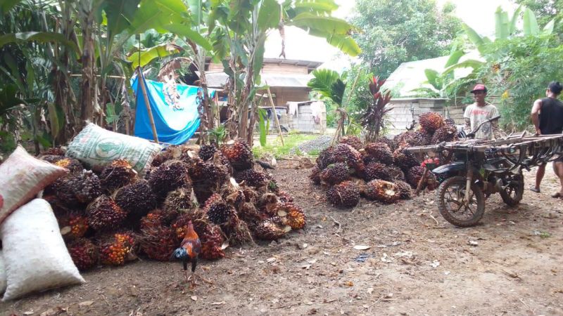 Petani di Kaur Biarkan Sawit 