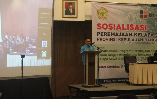 1.700 Hektare Kebun Sawit Ditargetkan Diremajakan Tahun Ini