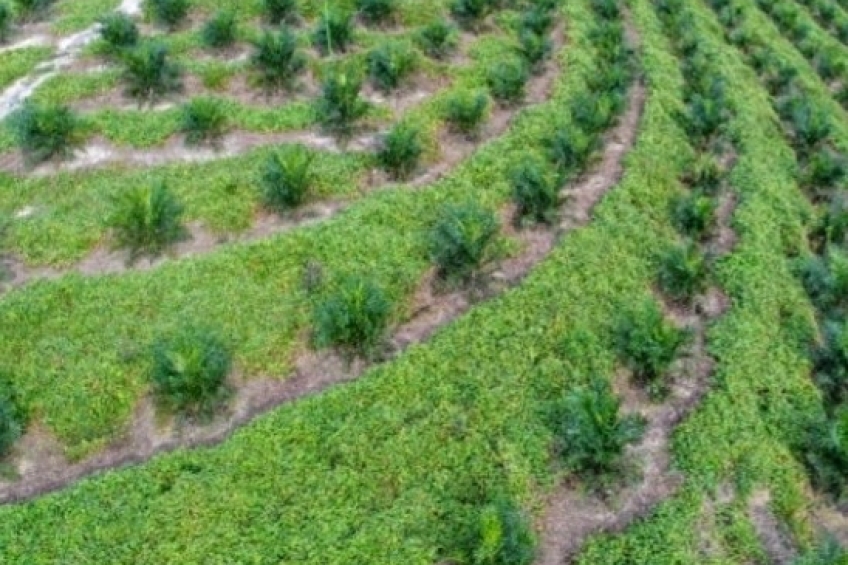 Memperkuat Pondasi Ekonomi Bangsa