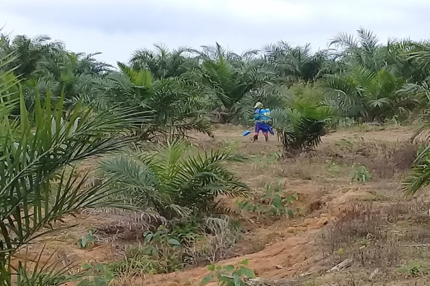 Di Balik Cerita Tanaman Sawit Jokowi