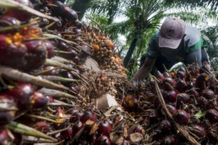 Cerita Petani Kuansing, Gembira dapat Bantuan untuk PSR