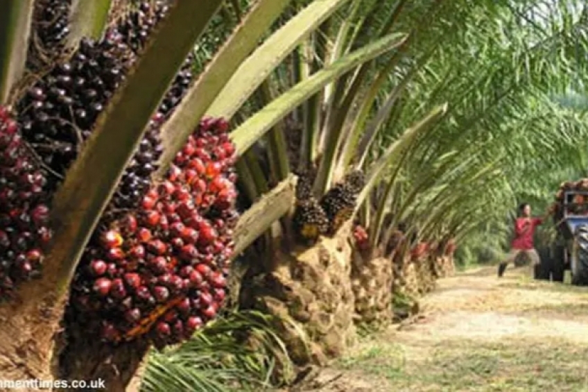 Setelah Dari Menggala, Begini Akhir Cerita Petani Sawit