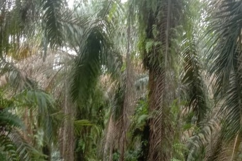 Tudingan Dalang Perusak Hutan