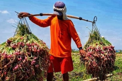 Nilai Tukar Petani Turun 0,15 Persen di Februari 2021