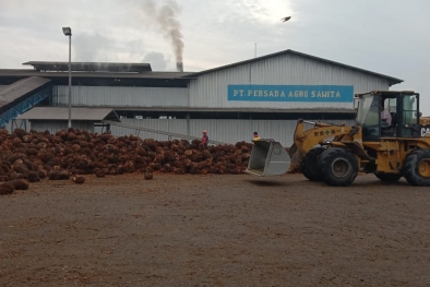 Waduh, PT PAS di Inhu Hargai Sawit Petani Jauh dari Standar Pemerintah
