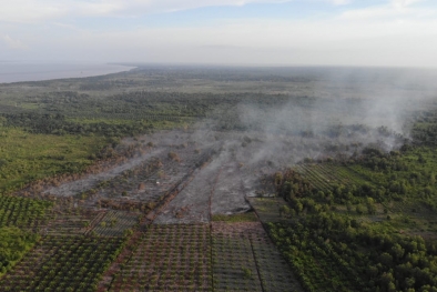 Di Siak, Sudah 79 Hektare Lahan Terbakar, Sebagian Besar Kebun Sawit