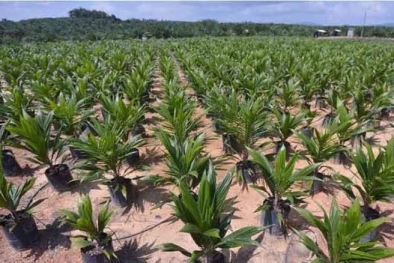 Pulihkan Ekonomi Nasional, Pemerintah Kejar Target PSR 2021