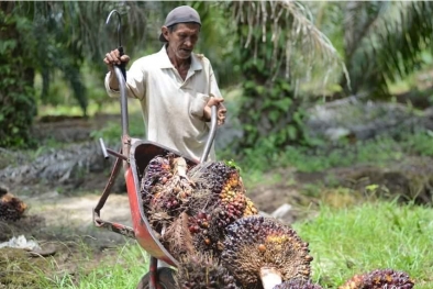 Begini Dampak Buruk Tingginya Harga CPO