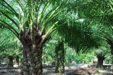 Petani Sawit di Lampung akan Dapat Insentif Rp30 Juta per Hektare