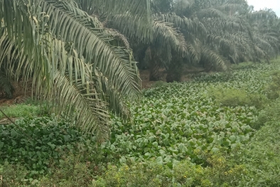 Tentang Cerdiknya PT TKWL Tutupi Limbah