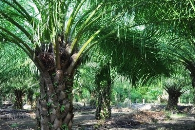 Kerja Paksa Jadi Alasan Kampanye Negatif Kelapa Sawit