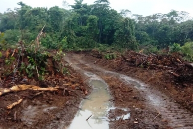 Guru Besar IPB: Ini Contoh Hoax Kehutanan