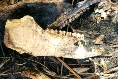 Rusa dan Ular Mati Terpanggang Api Karhutla di Pelalawan