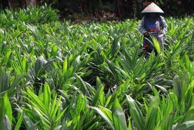 Tak Semua Lahan Sawit di Sumbar Bisa di Replanting, Lho Kok Gitu!
