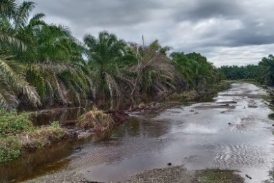 Diduga Gegara PT Fajar, Ratusan Hektare Kebun Warga Cot Mee Aceh Tergenang Air