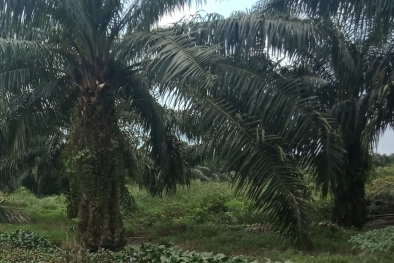 Mau Tahu Sejarah Sawit di Lampung, Baca Disini...