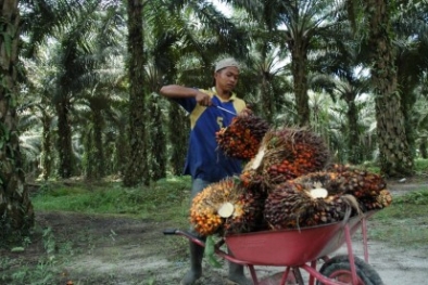 Harga Sawit di Riau Turun Jadi Rp2.361 Per Kilogram