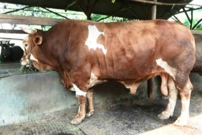 Cerita Rojali, Dapat Duit Banyak Dari Kotoran Sapi