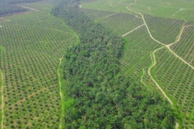 Target PSR Sama Seperti Tahun Lalu