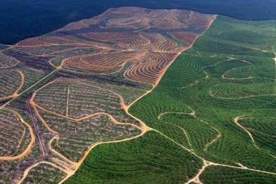 Menyoal Jutaan Hektare Sawit Tumbuh di Kawasan Hutan Tanpa Izin Pelepasan