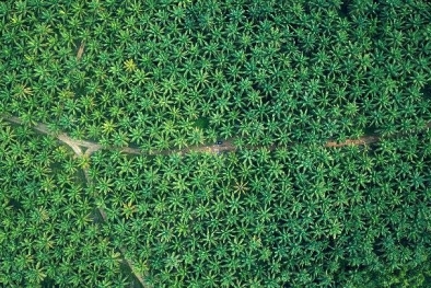 Ekpor Sawit Kerap Terkendala, Pemerintah Mestinya Lakukan Cara Ini...