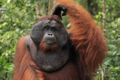 Mungkinkah Kera Besar Tapanuli Punah Gegara Proyek PLTA?