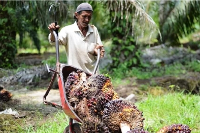 Kalau Sawit Rakyat Digusur, Dampaknya Bakal Ngeri Kali Wak!