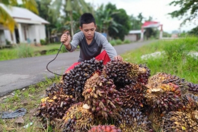 Berikut 10 Fakta Menarik Kelapa Sawit Indonesia yang Jarang Orang Tahu!
