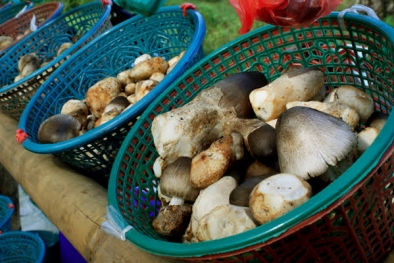 Keracunan Jamur Sawit, Sejumlah Warga Bangka Selatan Dilarikan ke RS