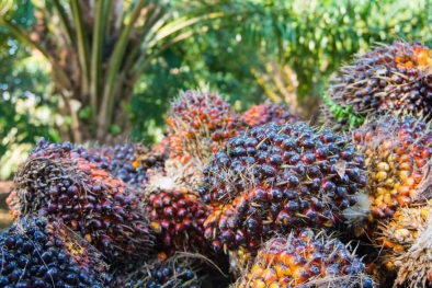 Uni Eropa Rugi Jika Tolak Sawit Indonesia