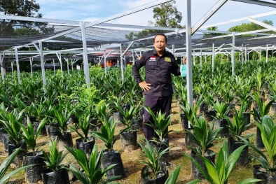 Ooalah...,Harga Sawit di Kampung Pak Mentan Kok Rendah Amat Ya?