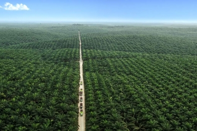 Sri Lanka Larang Impor Sawit, Gapki: Itu Sangat Merugikan Indonesia